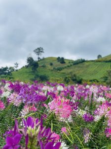 Vườn hoa dưới chân núi lửa Chư Đăng Ya Vườn hoa dưới chân núi lửa Chư Đăng Ya